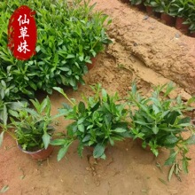 ���ݻ������l�R�޲������~�R�޲ݾG�� �R�޲�Ѩ���籭��