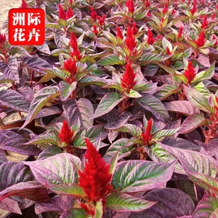 �������l�u�ڻ�һ֧�P ��ʿ�t���o�t���c��[��  �r��ݻ�