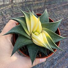 ���D�J�C�������\���ؑ��˷�ݗ��M�������҃����滨�����־Gֲ