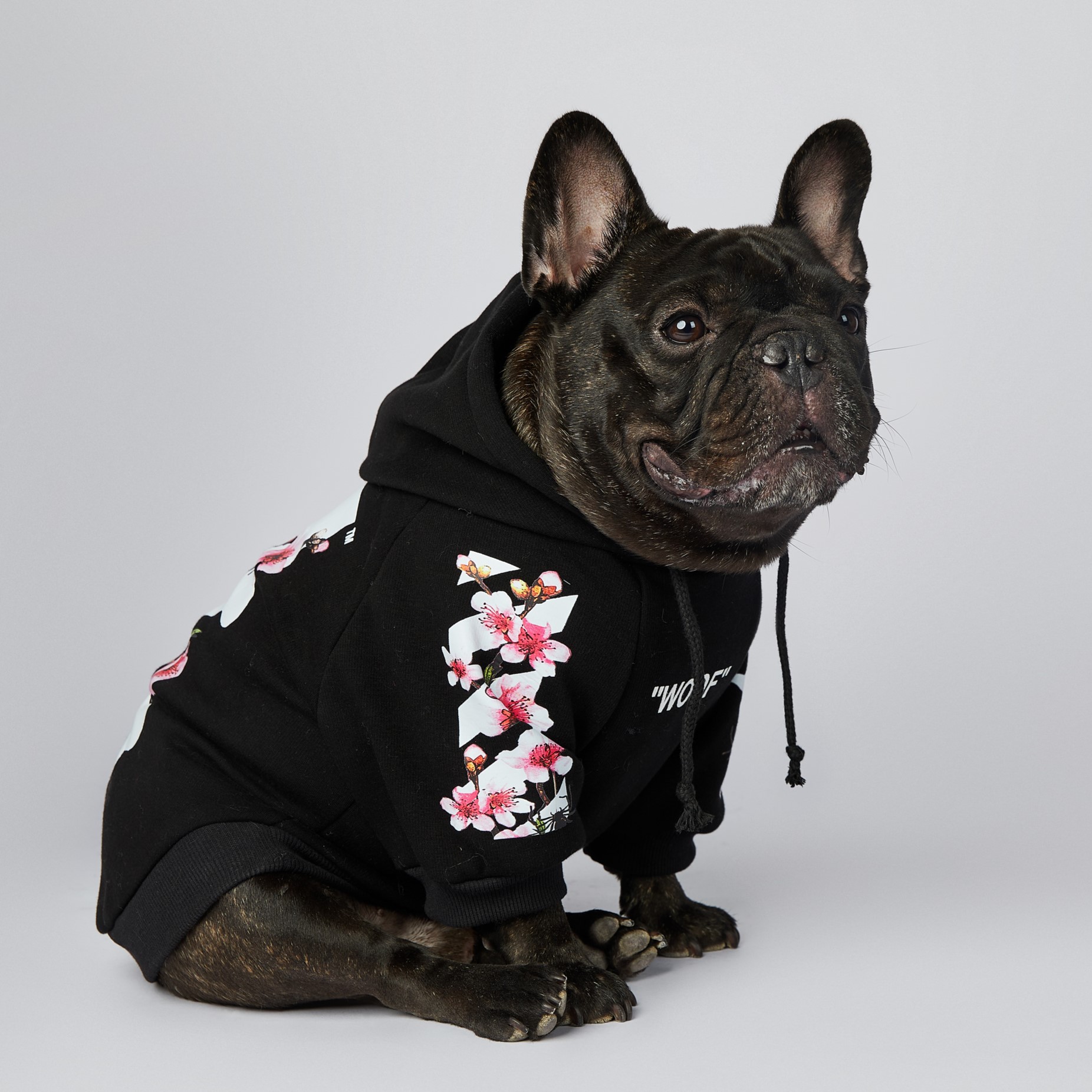 Pet Sweater Variation