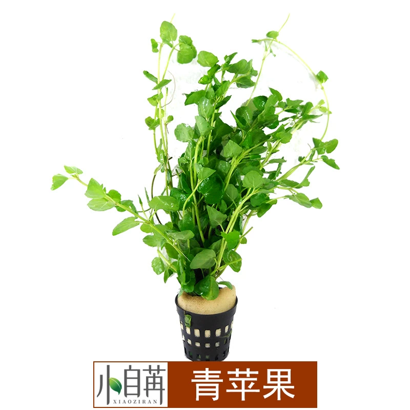 Зеленое яблоко Водная трава Живая оптовая продажа Fish Tank Landscaping Настоящая водная трава Декоративный аквариум Просмотр травы со стеблем