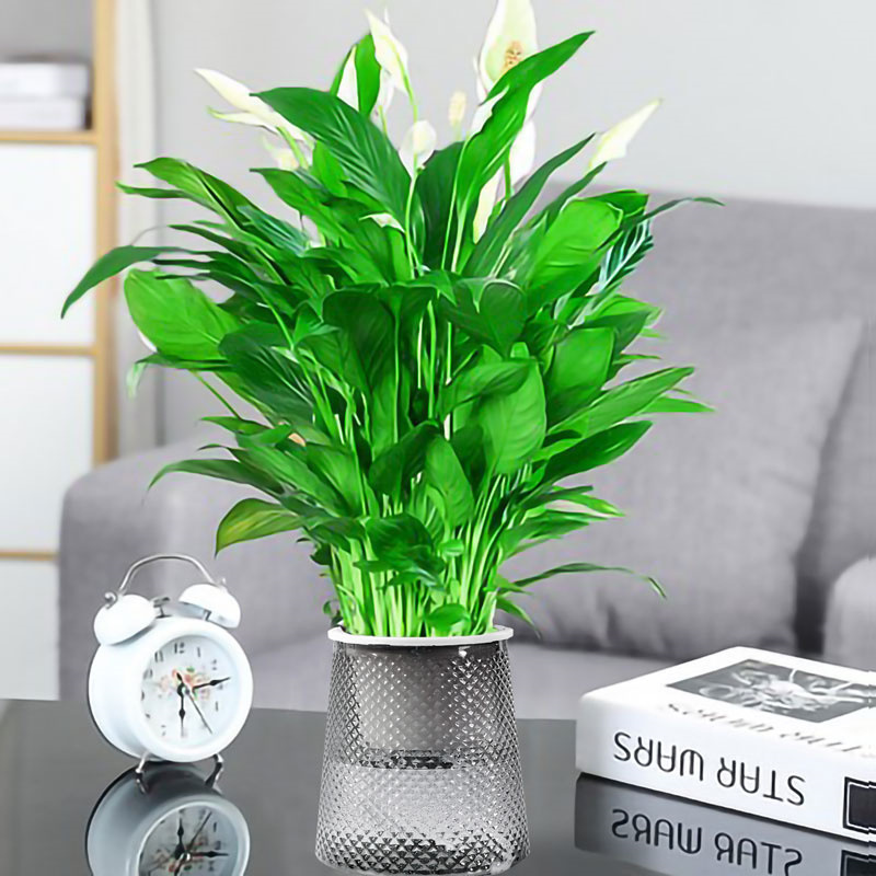 인기 신제품 프리미엄 화이트 팜 9-12 식물(회색 별이 빛나는 냄비) + 영양액