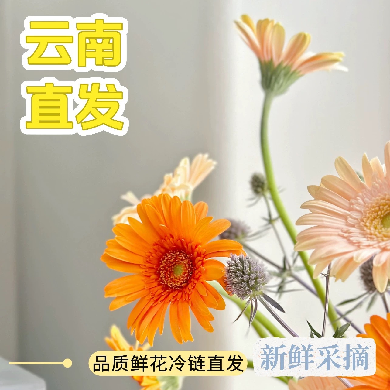 弗朗非洲菊云南昆明直发送花婚姻商务家居摆摊用花一件起大量优惠