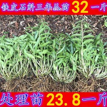 鐵皮石斛苗 三年大苗一斤3-5叢 霍山鐵皮石斛苗盆栽鮮條紅桿綠植