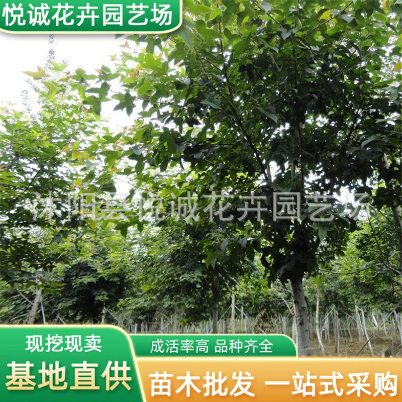 Саженцы Liquidambar, инженерные зеленые саженцы, тротуары городских дорог, декоративные деревья, четырехсезонное посадка широколистных деревьев, деревья Liquidambar