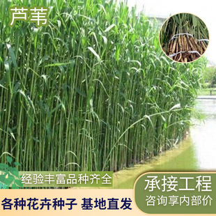 �羳�����JȔ��ˮ��ֲ��G����طNֲ�N����N��ؾG��ֲ��