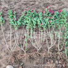 耐寒丛生红王子锦带 四季锦带 容器杯苗树球小苗产地批发价格