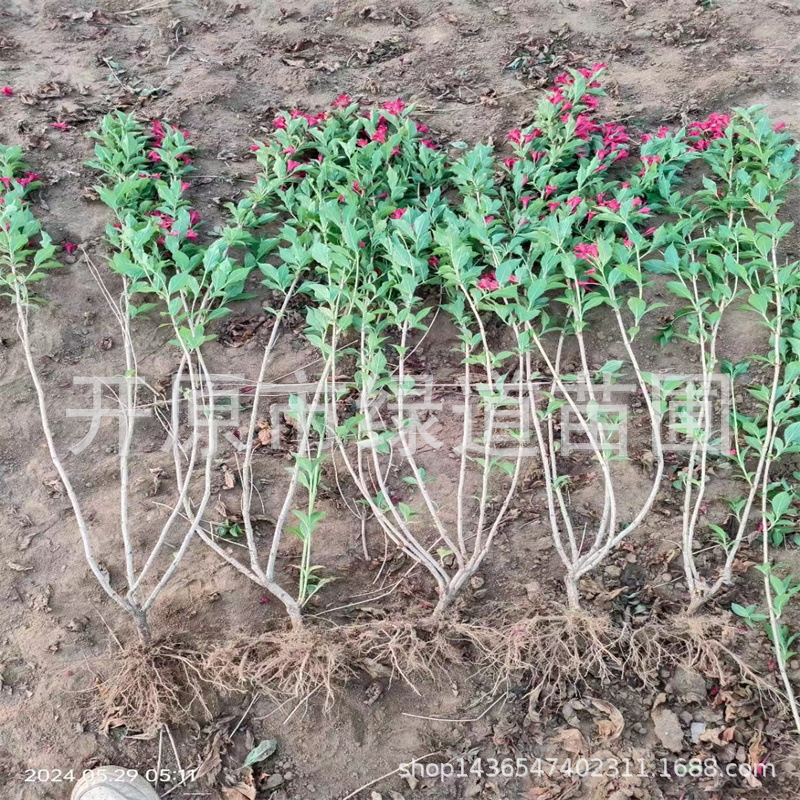 耐寒丛生红王子锦带 四季锦带 容器杯苗树球小苗产地批发价格