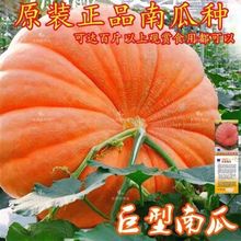 �ļ������ϹϷN�� ��������ϹϷN���^�pͥԺʳ���Ϲ��߲˷N��