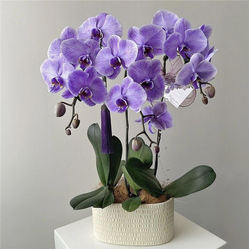 Orquídea de mariposa en las cuatro estaciones, balcón interior, oficina en maceta, flores verdes, fácil alimentación image 9