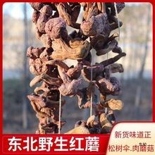 2024东北产红蘑菇野生红菇长白山松树伞干货鸡血蘑菇肉蘑红松