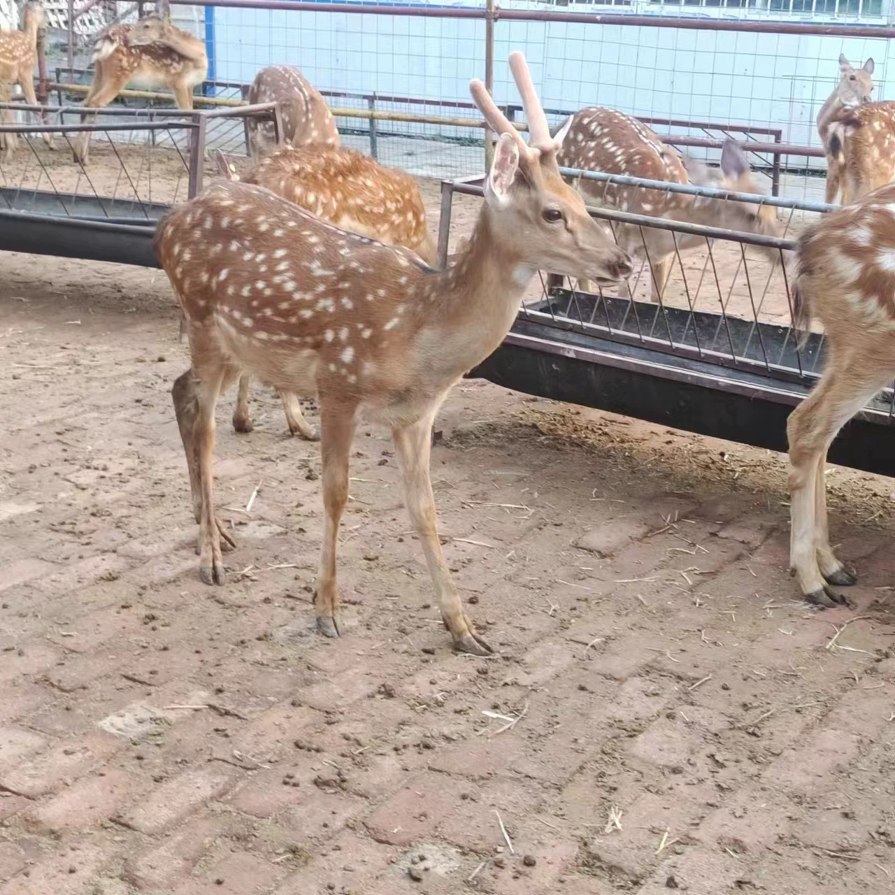 Живые пятнистые олени разводят живых пятнистых оленей