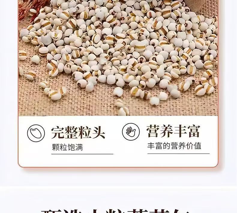 Roasted Coix Seed Yi Yi Ren Snack Crispy Ready to Eat No Additives 100g in use