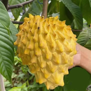��ȹ�����P�������S���޽ӹ������ͥԺ�Ϸ��Nֲ���Ե�����