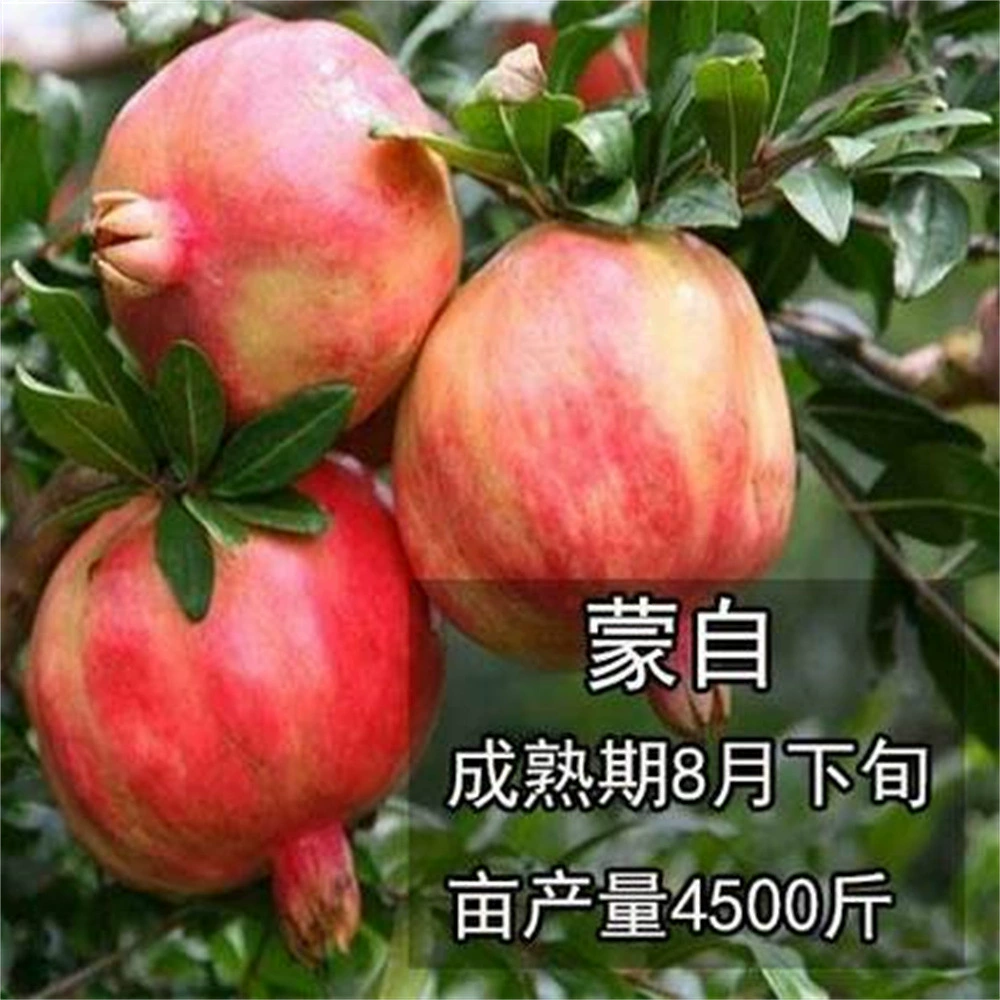 Mengyang красный гранат саженец морозостойкие супер мягкие семена граната саженец бассейна посажены в Южном и Северном дворе посадка результаты года