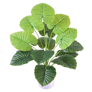 �����Gֲ���������B����ֲ�� �҃��辰�lؔ�٘�������� ������