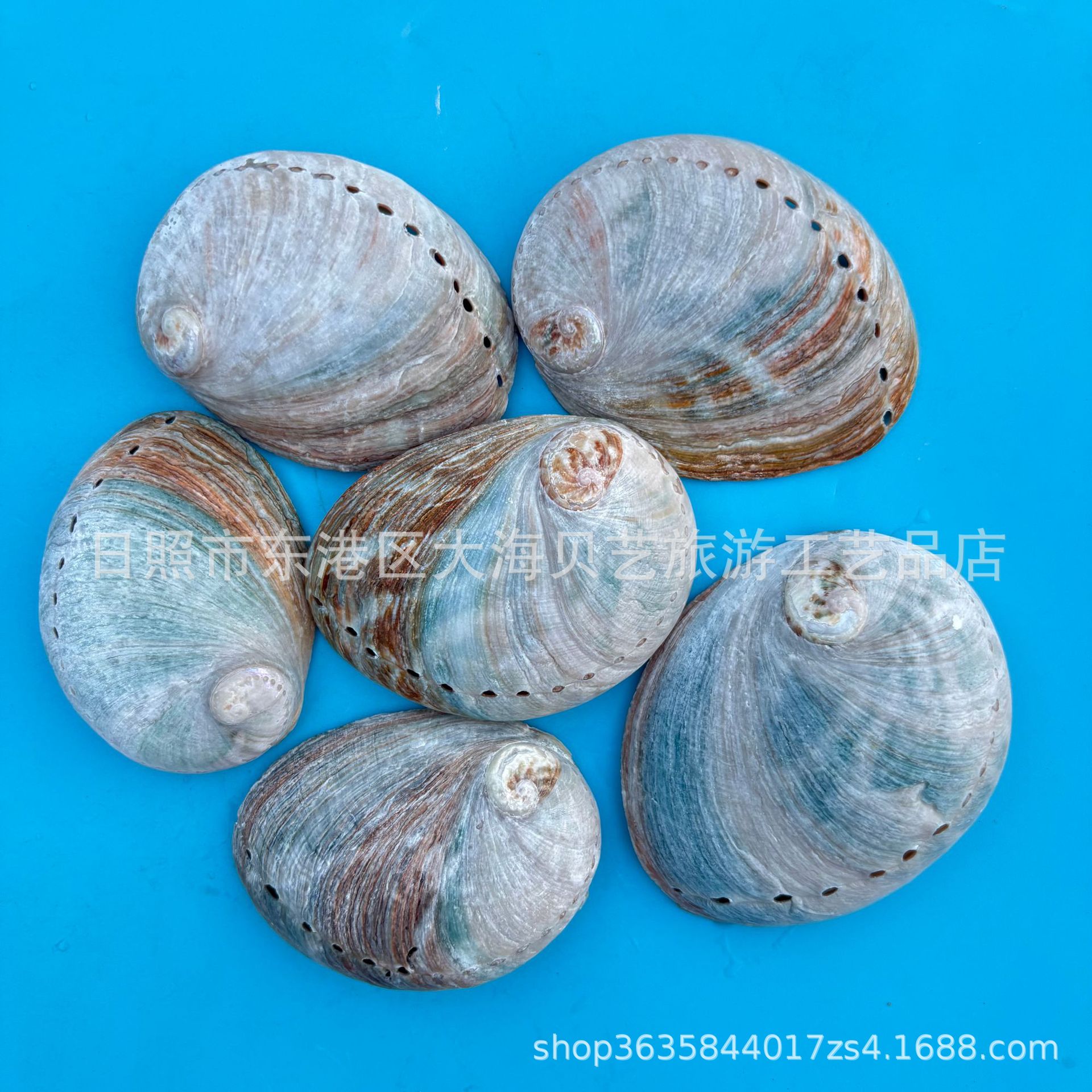New Zealand Small Green Abalone Natural Shell Conch Fish Tank Aquarium Landscaping Photography Props Sage Burning Shell Wholesale