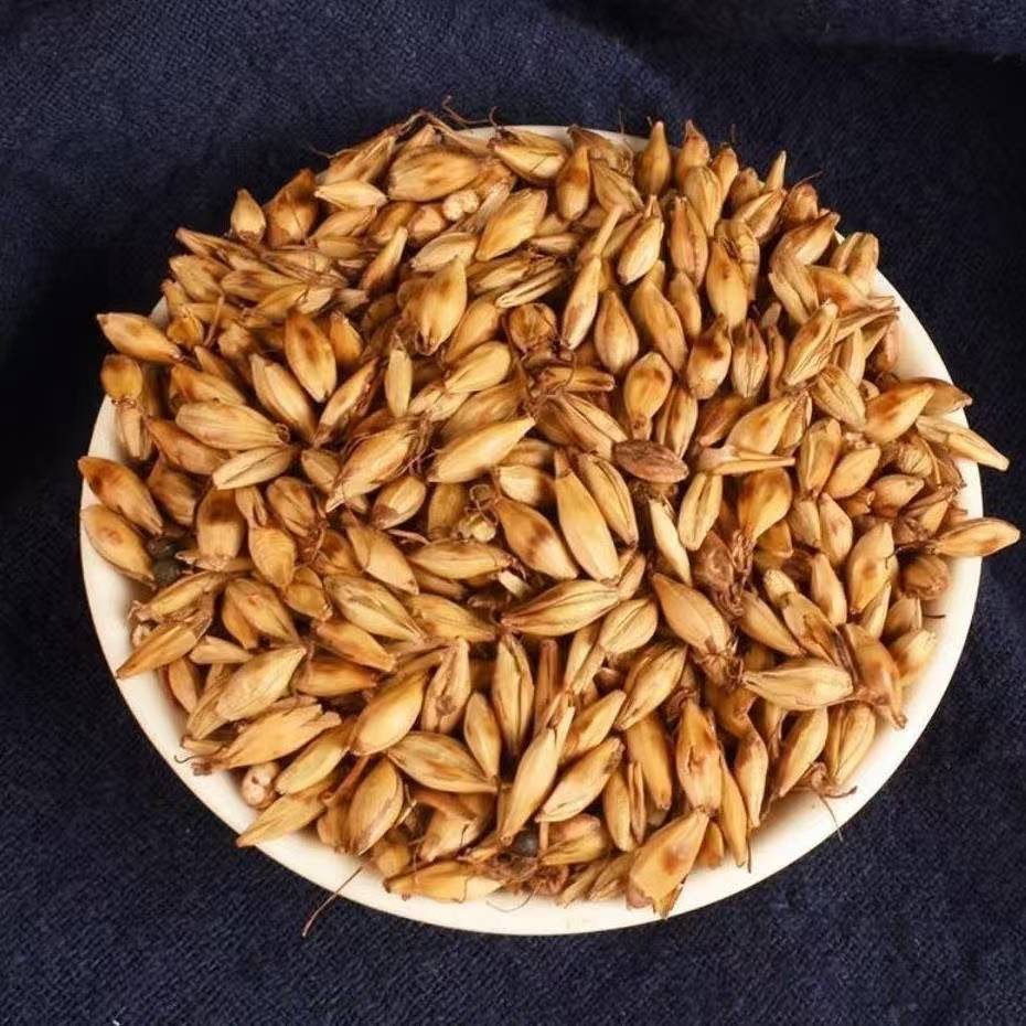 Malt (Hordeum vulgare) — Dried Hulled Barley Sprout for Herbal Tea & Soup, 500g in use
