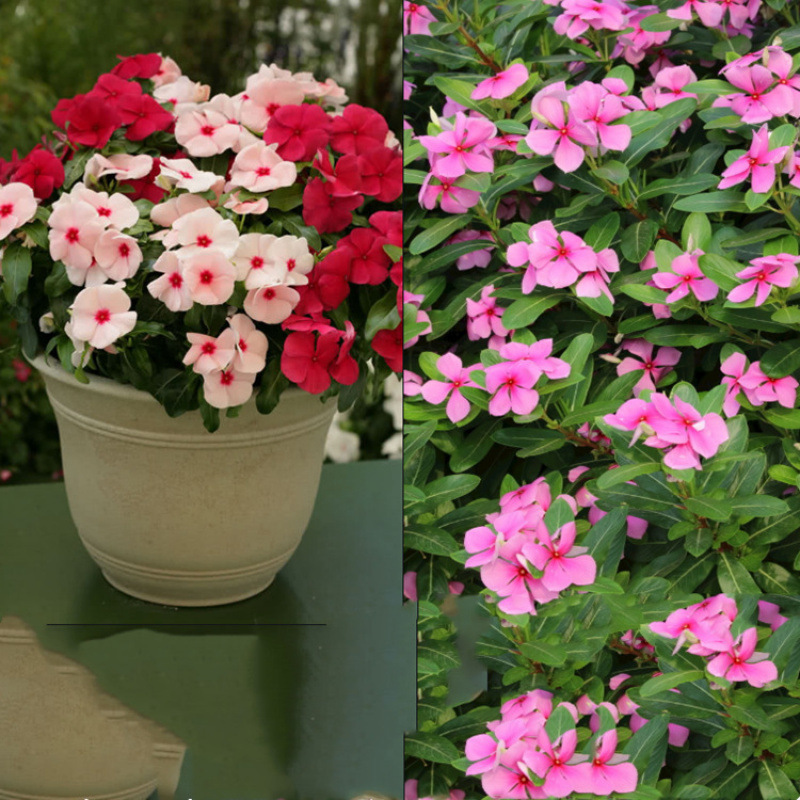 Semillas de flores, semillas de flores.