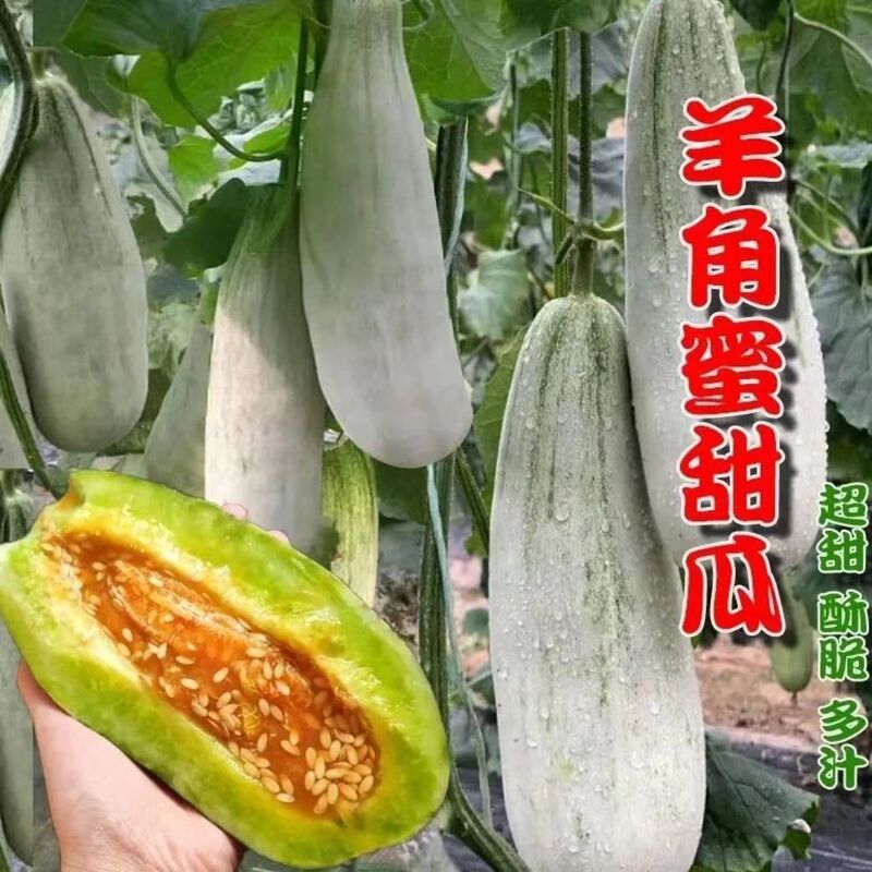 Croissant Seeds, Melon Seeds, Croissant Seeds, Watermelon Melon Seeds, Early Maturing Varieties, Four-Season Fruit and Vegetable Seeds