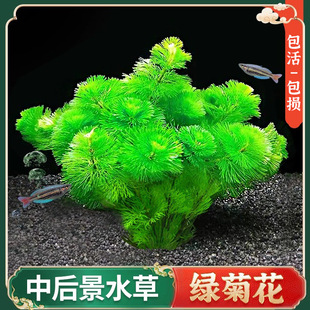 Green Chrysanthemum Water Grass fish tank red chrysanthemum water grass real grass landscaping package green chrysanthemum negative bubbling prospect red chrysanthemum factory wholesale