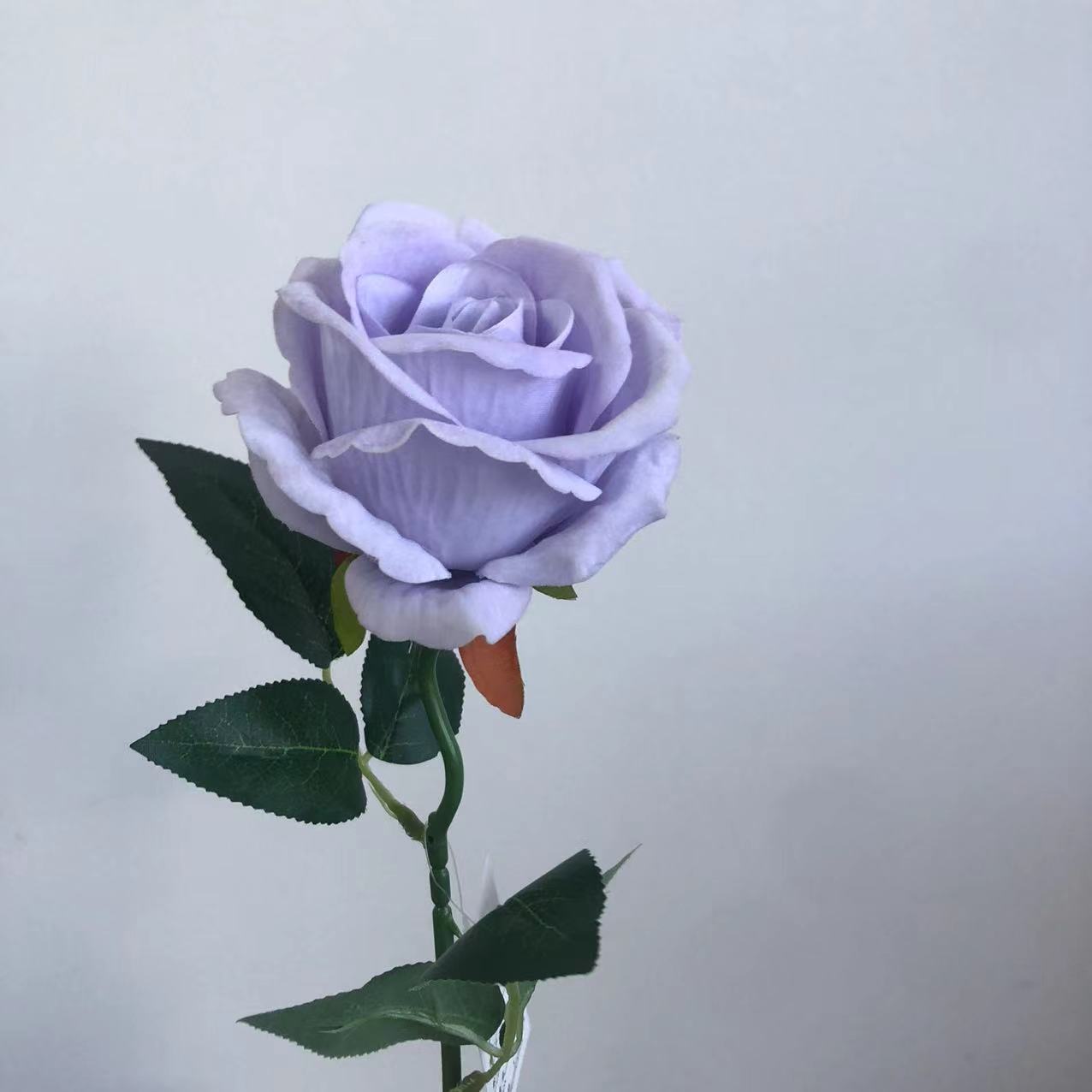 연한 보라색