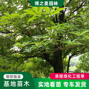 ��z�ľ�����Ĵ�����С�~�E骴����ϡ���F����ͥԺֲ���z���