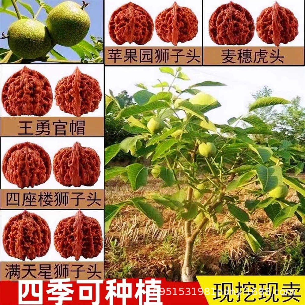 Прививка старого жернова душно указал белый Лев Головы грецкого ореха саженцы конопли грецкий орех фонарь саженцы посажены в Северном и Южном бассейне