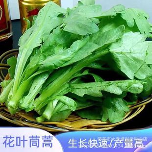 �ʵ۲˻��~����˷N�ӷֲ�໨�~����N���ļ����ղ��߲˷N�Ӵ�ȫ