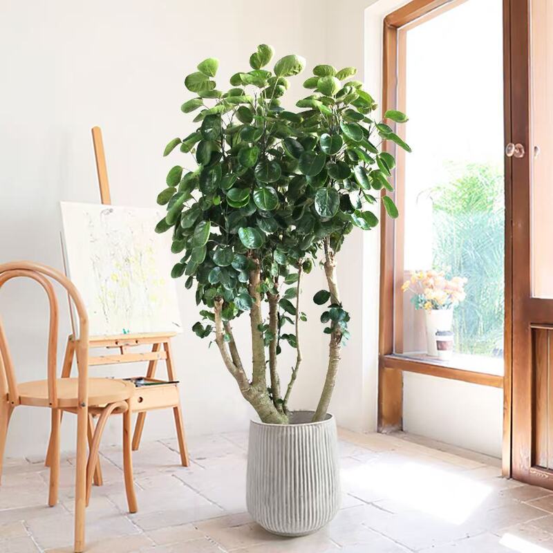 Money Plant, Old Stump Plant, Fulu Tong (Round-Leaf Money Plant), Large Potted Plant, Indoor Office, Evergreen Green Plant, Bonsai