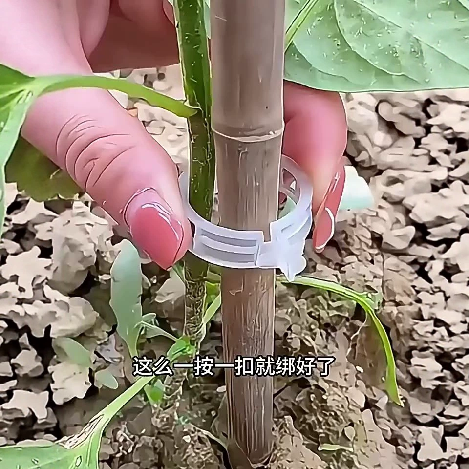 Зажимы для фиксации виноградных лоз и зеленых растений в теплицах.