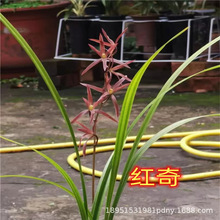 tzīm紺mƷ ѩغ GֲԻܝƯ