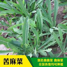 Ұ�������˷N�ӿ���˿�����Ұ��Ұ���ˮ������˿���鴺���ļ�