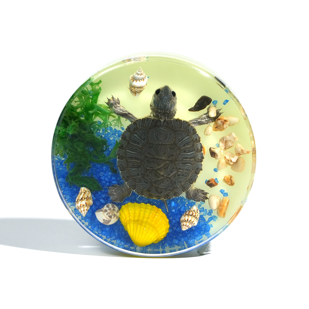 Night light】Brazilian turtle scene
