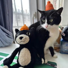 現物呆萌縁起猫黒ゼリー猫ぬいぐるみかわいい大サイズのぬいぐるみイベント卸売り