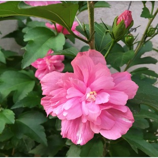 Hibiscus Tree Lollipop Flower Seedling Potted Double-Flowered Hibiscus Courtyard Greening Ground Planting Landscape Tree Edible Hibiscus Sapling