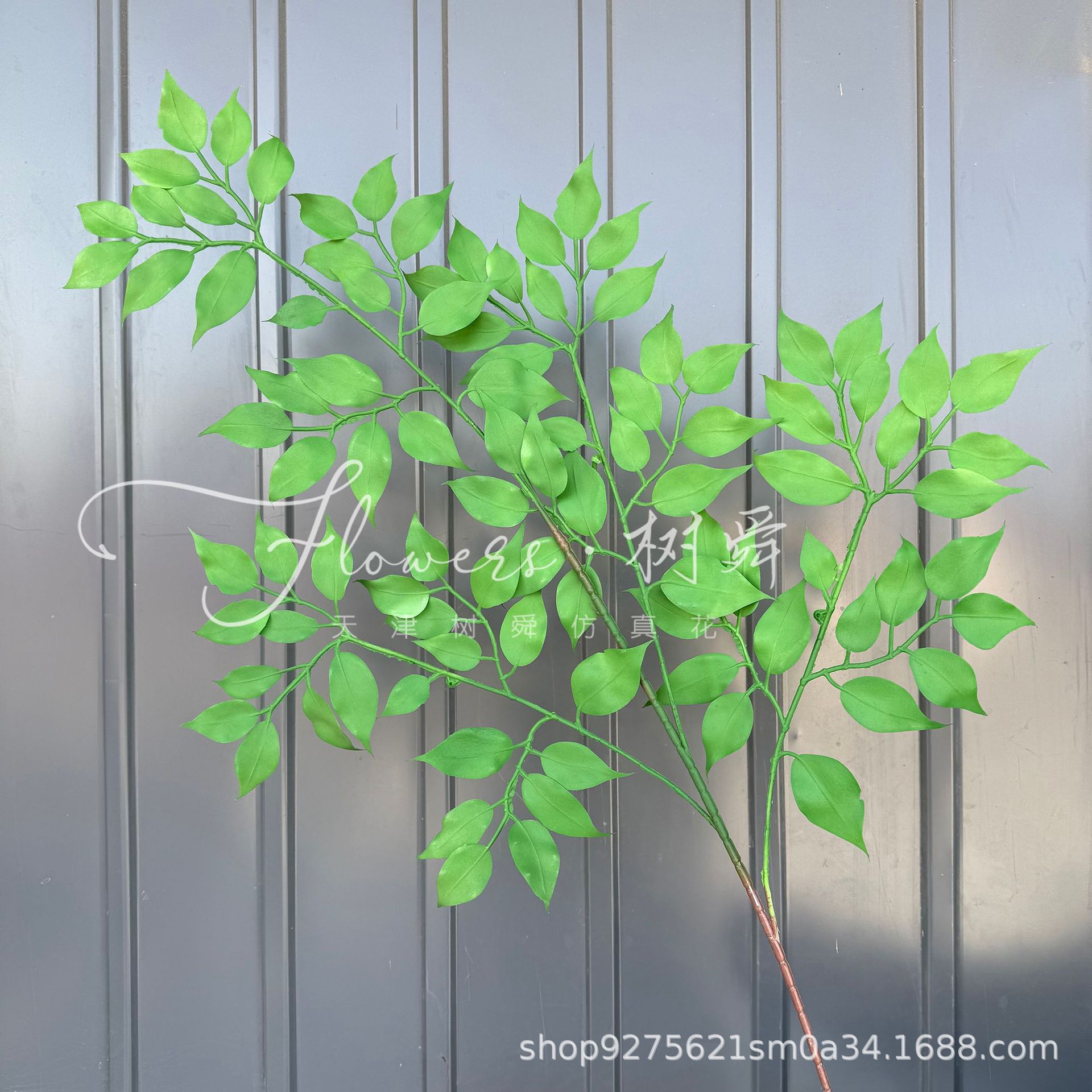 Hojas de trompeta de cuatro puntas, verde degradado