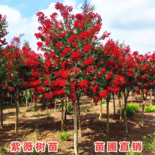 ������ޱ��t�����ޱ���ռt���Ե��d�^�p���܄e��ͥԺ�G���L����