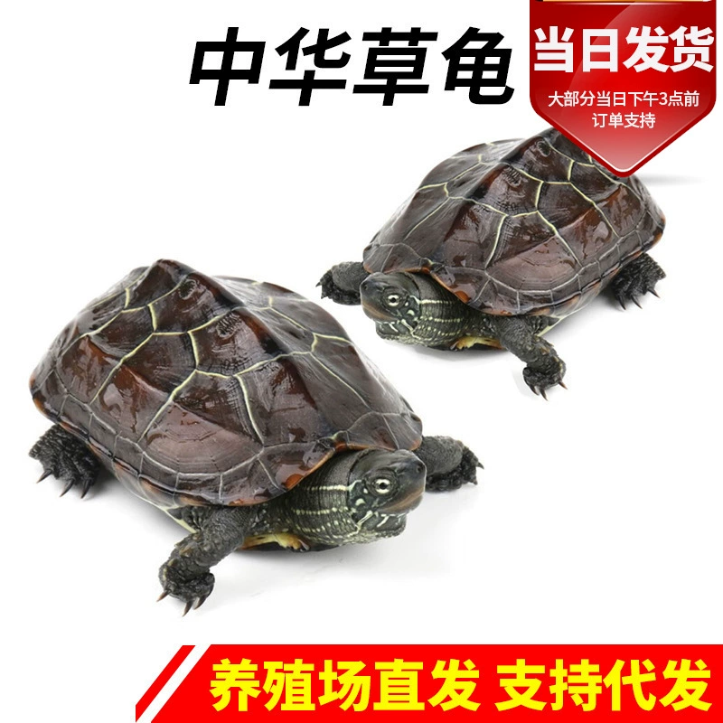 Оптовая продажа диких китайских травяных черепах, холоднотерпеливых черепах, черепах с золотой линией, долгоживущих черепах, живых рептилий-питомцев и декоративных черепах.