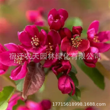 西府海棠树苗北美海棠垂丝海棠树耐旱耐寒盆栽地栽庭院绿化海棠苗