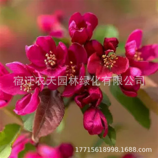 �������Ę��籱�����Ĵ��z���Ę��ͺ��ͺ����Ե���ͥԺ�G��������