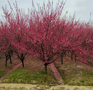 Dropshipping Plum Blossom Saplings Native High-Stem Red Plum Blossoms in the Courtyard Potted Plants with Buds That Bloom in the Same Year