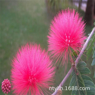 �Ϛg����ܽ�ؘ���q�����y�~��Ϛg�������ľͥԺ�ϱ����Nֲ����