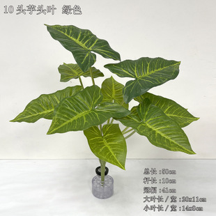 10�^�����~�^�z����Gɫ����ֲ���ľGֲ���^�~ˮ���ָ��z���~