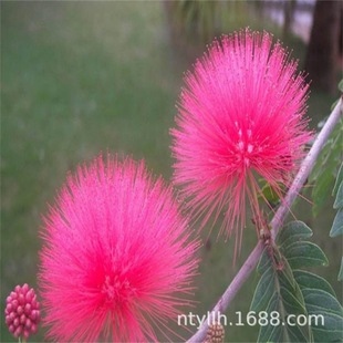 �Ϛg����ܽ�ؘ���q�����y�~��Ϛg�������ľͥԺ�ϱ����Nֲ����