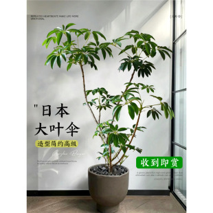 �ձ����~�㱣�_�Ϙ��Gֲ�҃ȴ������ʽֲ��͏d�k���Ҵ����Ժ��B