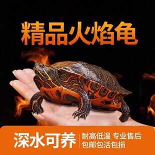 Small Cleaning Turtle Feces, Small Turtle Live Animal, Flame Turtle Mixed with Fish Turtle, Deep Water Turtle, Cold Water Pet Eating Flame Turtle