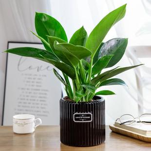 Green Princess Large-Leaf Golden Diamond Potted Indoor Flower Plant Living Room Large Green Plant Bonsai Evergreen and Easy to Live in All Seasons