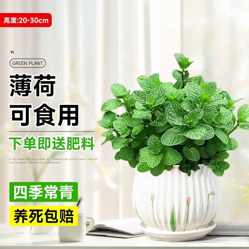 主圖款食品級大盆薄荷【荷葉花瓣瓷盆】