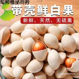 年新鲜白果子银杏果生百果仁无漂白带壳白果批发徐州邳州特产群木